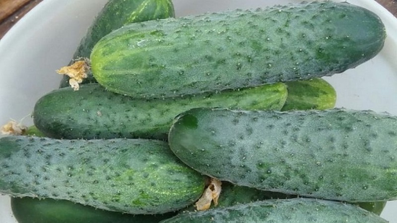 Hybrid Paratunka cucumbers with excellent germination and rich harvest