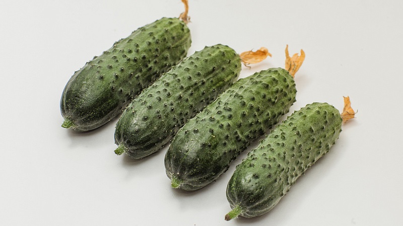 Hybrid Paratunka cucumbers with excellent germination and rich harvest