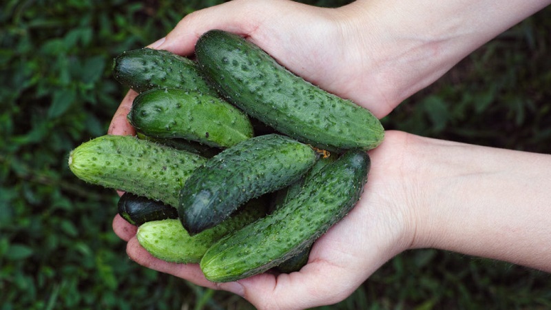 Hybrid cucumbers Paratunka with excellent germination and rich harvest