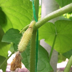 The main reasons why the ovary does not grow on cucumbers