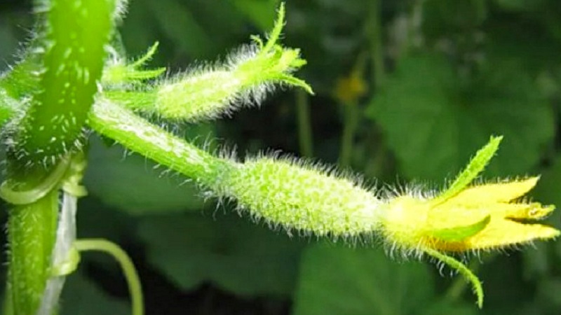 The main reasons why the ovary does not grow on cucumbers