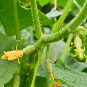 The main reasons why the ovary does not grow on cucumbers
