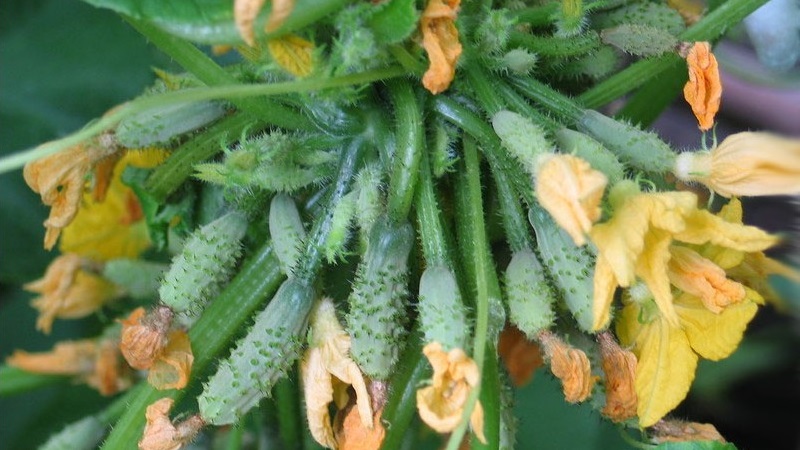 The main reasons why the ovary does not grow on cucumbers