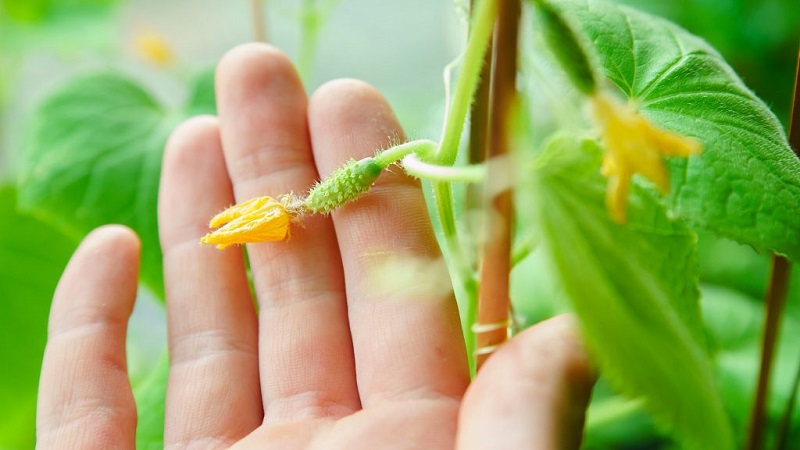 The main reasons why the ovary does not grow on cucumbers