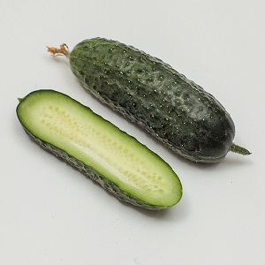 Dutch cucumber Director with long keeping quality and stable yield