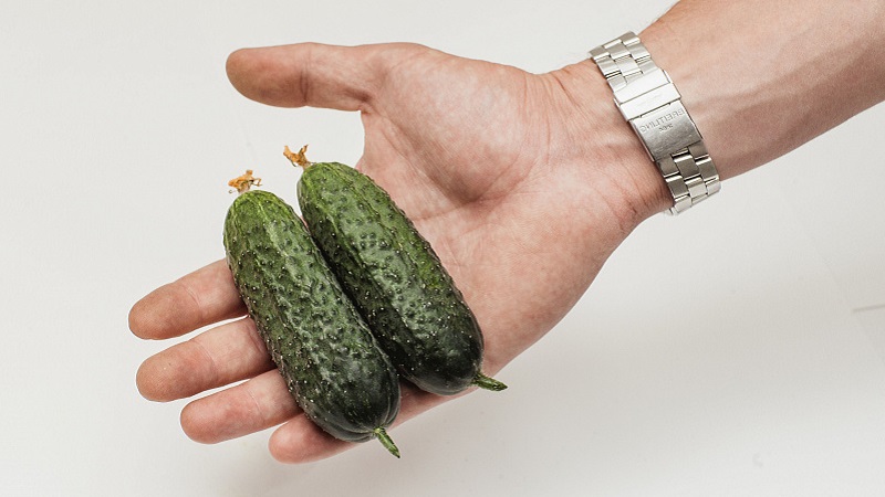 Dutch cucumber Director with long keeping quality and stable yield