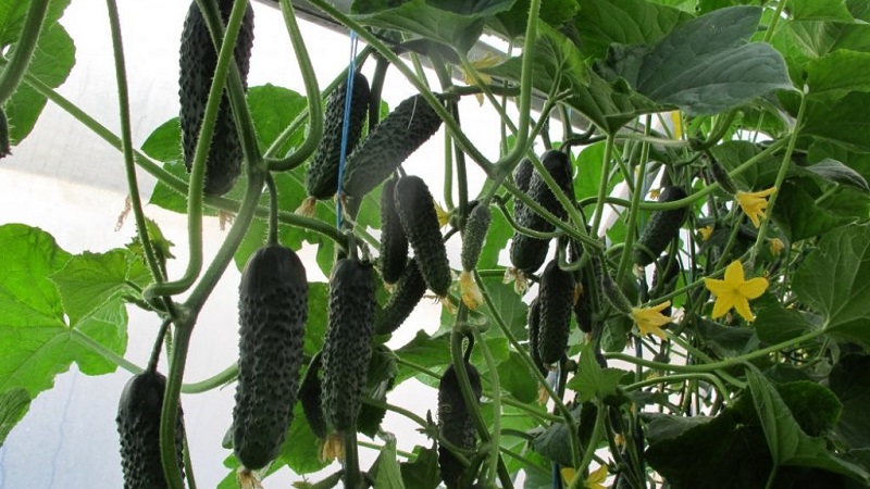 Dutch cucumber Director with long keeping quality and stable yield