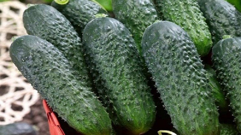 Dutch cucumber Director with long keeping quality and stable yield
