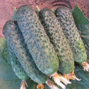 Dutch cucumber Director with long keeping quality and stable yield