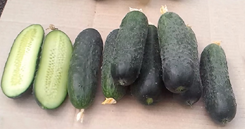 Dutch cucumber Director with long keeping quality and stable yield