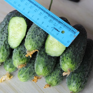Dutch cucumber Director with long keeping quality and stable yield