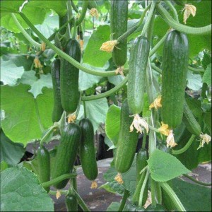 Instructions for the use of phytosporin for cucumbers