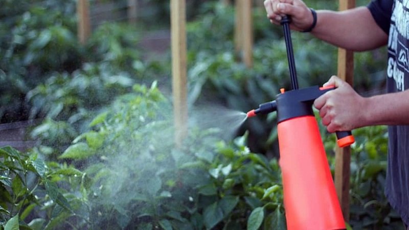How to deal with rot on pepper bushes: advice from experienced gardeners