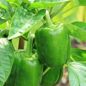 How to deal with rot on pepper bushes: advice from experienced gardeners