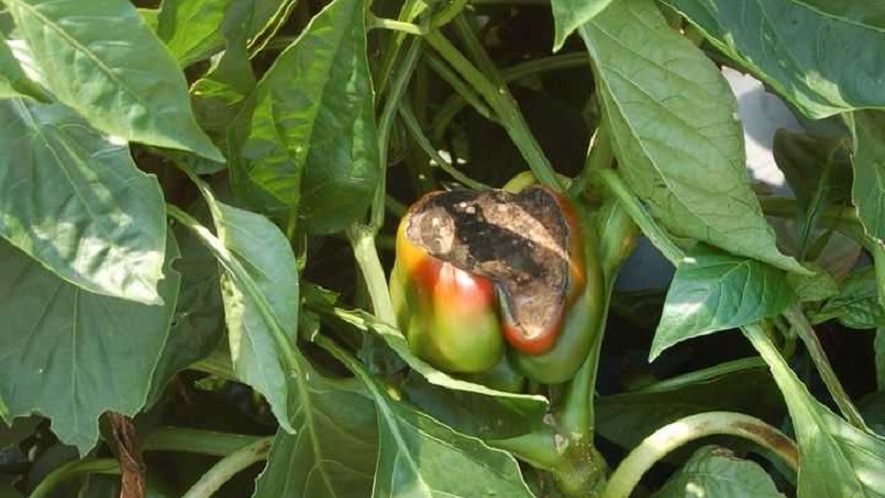 How to deal with rot on pepper bushes: advice from experienced gardeners
