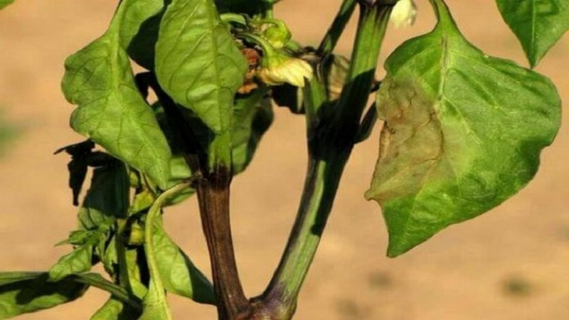 How to deal with rot on pepper bushes: advice from experienced gardeners