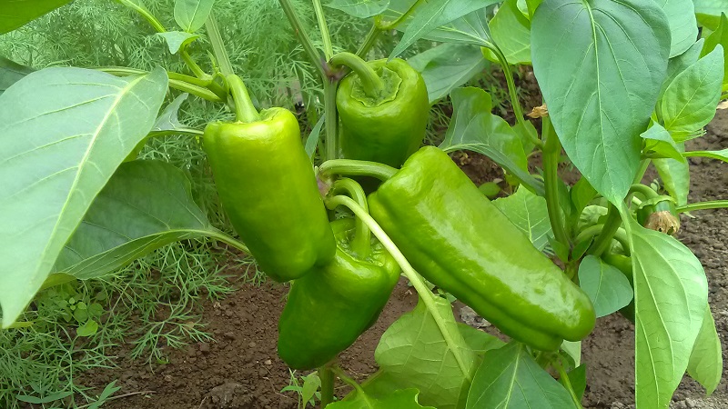 How to deal with rot on pepper bushes: advice from experienced gardeners