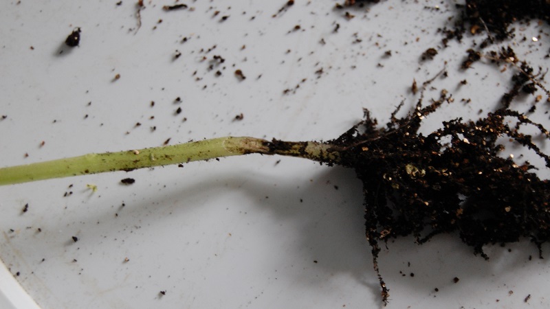 How to deal with rot on pepper bushes: advice from experienced gardeners