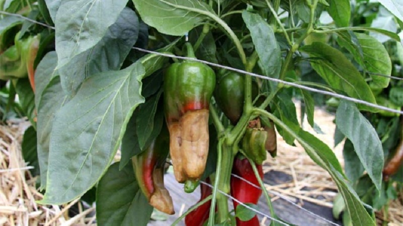 How to deal with rot on pepper bushes: advice from experienced gardeners