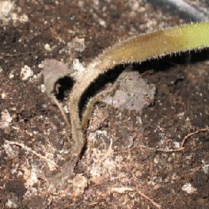 How to deal with rot on pepper bushes: advice from experienced gardeners
