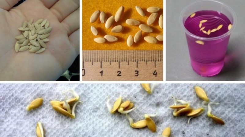 How to quickly germinate cucumber seeds before planting