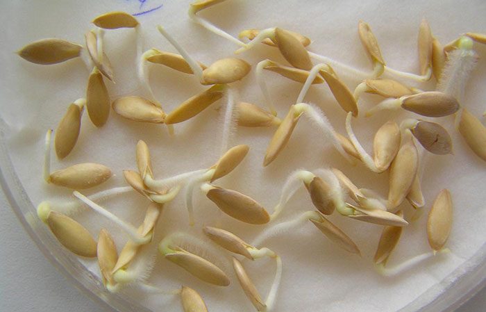 How to quickly germinate cucumber seeds before planting