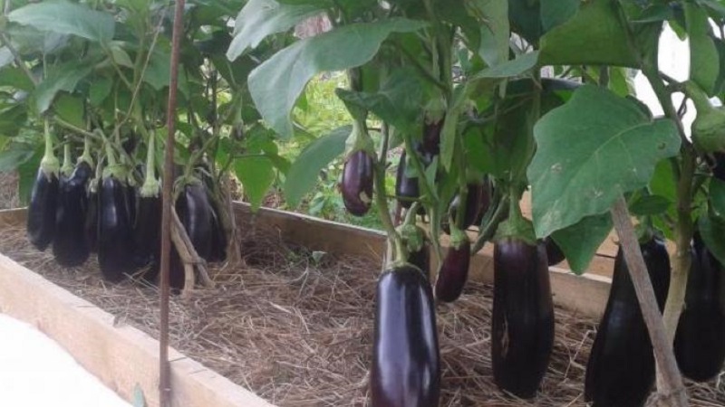 How often to water eggplants: instructions for beginner gardeners