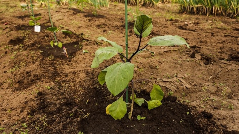 How often to water eggplants: instructions for beginner gardeners