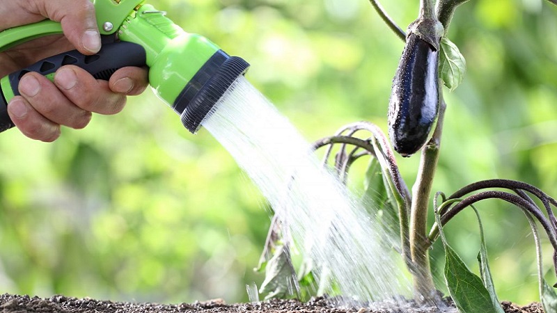 How often to water eggplants: instructions for beginner gardeners