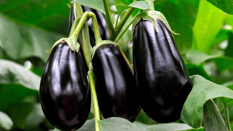How often to water eggplants: instructions for beginner gardeners