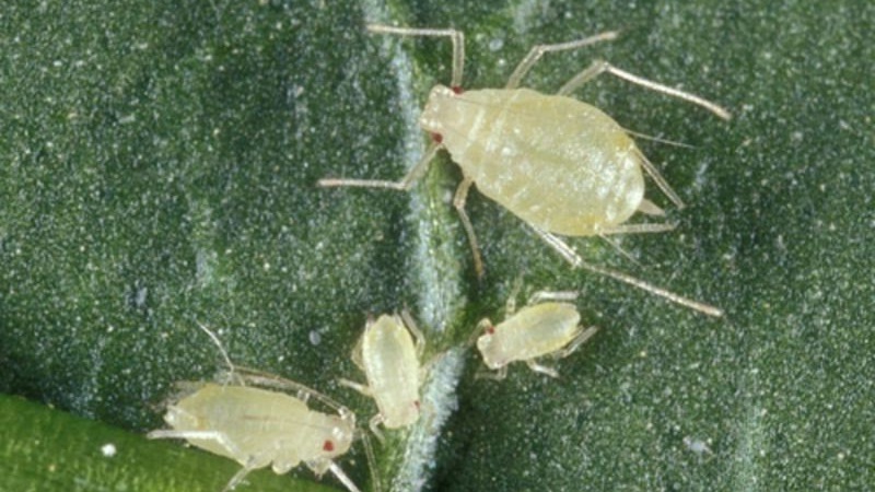 How to effectively deal with aphids on pepper without harming the crop