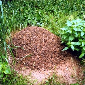 How to effectively deal with aphids on pepper without harming the crop
