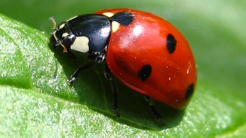 How to effectively deal with aphids on pepper without harming the crop