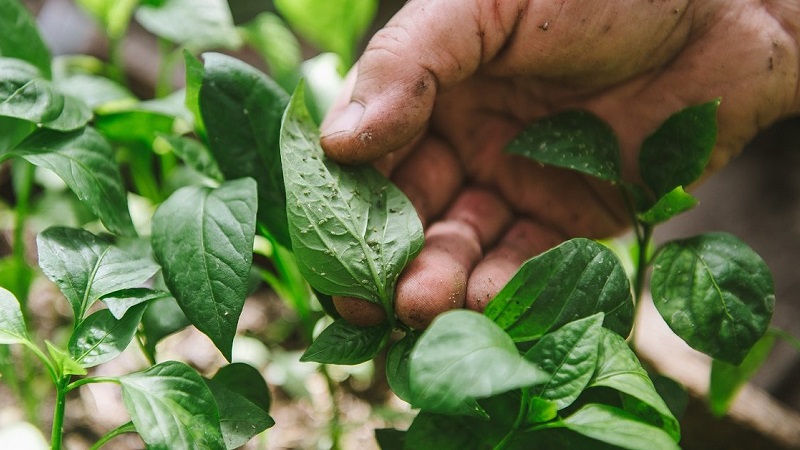 How to effectively deal with aphids on pepper without harming the crop