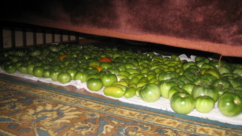 How to store tomatoes so that they turn red: accelerate ripening and keep the vegetable fresh for a long time