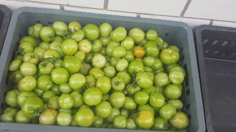 How to store tomatoes so that they turn red: accelerate ripening and keep the vegetable fresh for a long time
