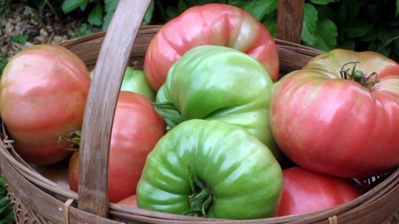How to store tomatoes so that they turn red: accelerate ripening and keep the vegetable fresh for a long time