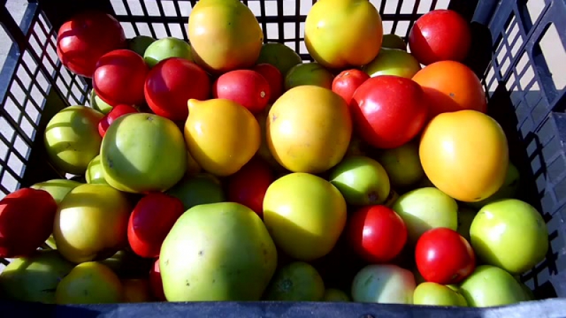How to store tomatoes so that they turn red: accelerate ripening and keep the vegetable fresh for a long time