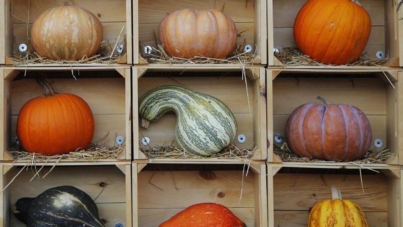 How to store a pumpkin for the winter in a cellar: create favorable conditions to avoid spoiling the vegetable