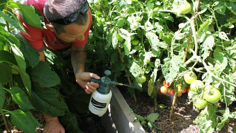 How and what to treat tomatoes from late blight in the open field: top best remedies and rules for spraying tomatoes