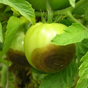 How and what to treat tomatoes from late blight in the open field: top best remedies and rules for spraying tomatoes