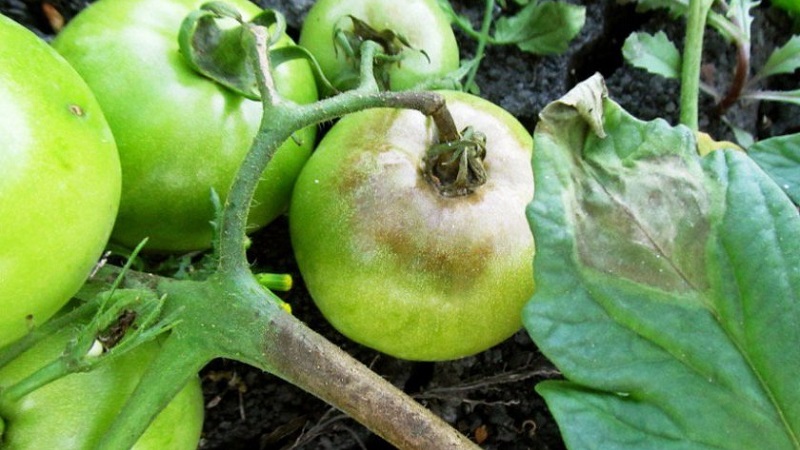 How and what to treat tomatoes from late blight in the open field: top best remedies and rules for spraying tomatoes