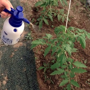 How and what to treat tomatoes from late blight in the open field: top best remedies and rules for spraying tomatoes