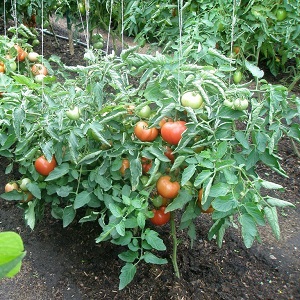 How and what to treat tomatoes from late blight in the open field: top best remedies and rules for spraying tomatoes