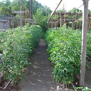How and what to treat tomatoes from late blight in the open field: top best remedies and rules for spraying tomatoes