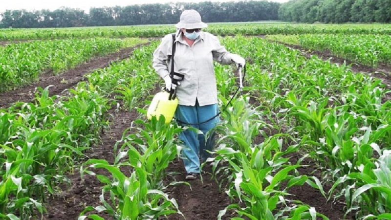 How and what to feed corn: the best formulations and rules for their introduction to get a rich harvest