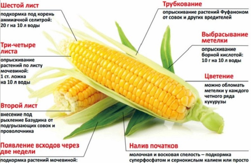 How and what to feed corn: the best formulations and rules for their introduction to get a rich harvest