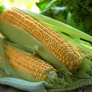 How and what to feed corn: the best formulations and rules for their introduction to get a rich harvest