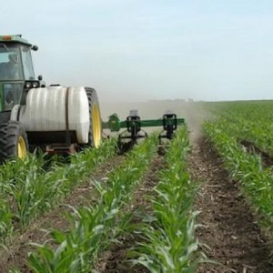 How and what to feed corn: the best formulations and rules for their introduction to get a rich harvest