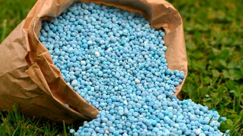 How and what to feed corn: the best formulations and rules for their introduction to get a rich harvest